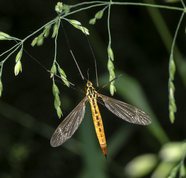Nephrotoma flavescens - Tiger crane flies